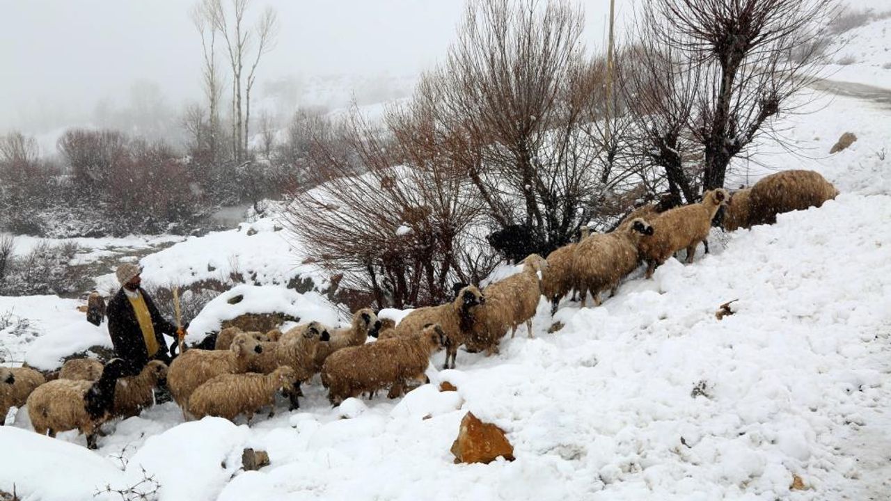 Koyun sürüleri yağışın etkisiyle yaylada mahsur kaldı