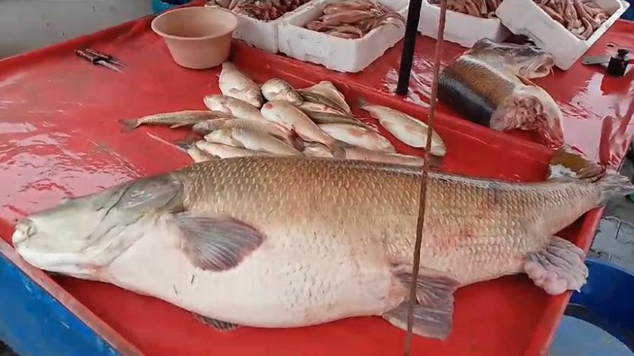 Erzincanlı balıkçı, avladığı  110 kiloluk Fırat Turnasını tezgahta sergiledi