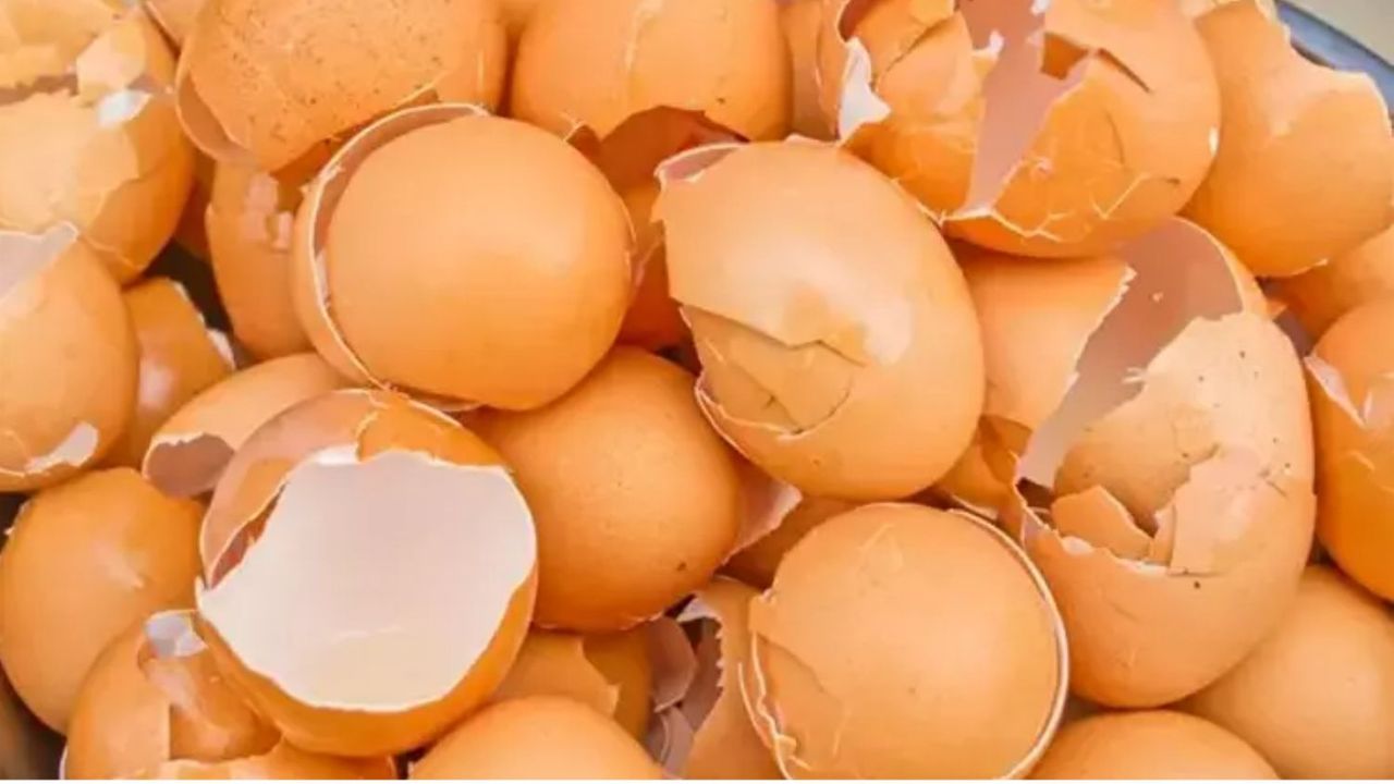 Yumurta kabuğunun gizli gücü: Evinizdeki doğal mucize