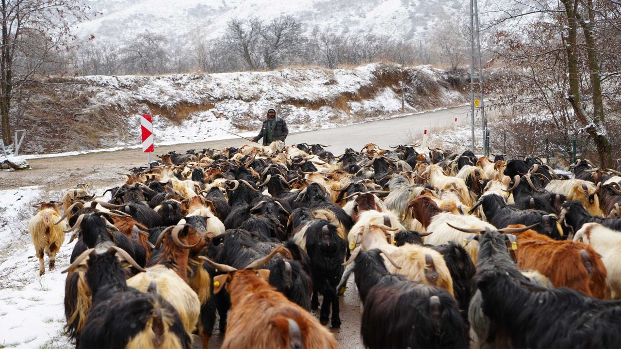 Erzincan’da keçi sürüsü, sürücülerin yüzünü güldürdü