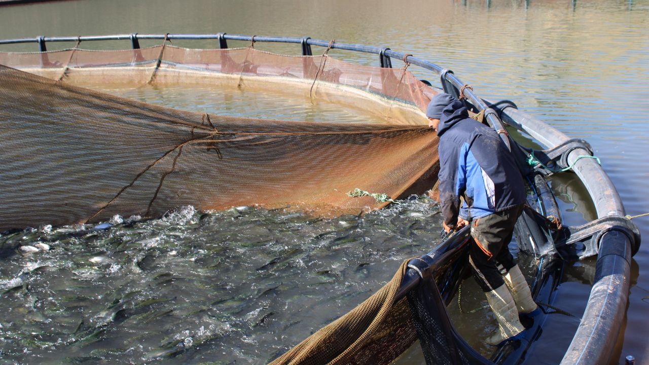 Tercan'ın denizi yok balığı çok...
