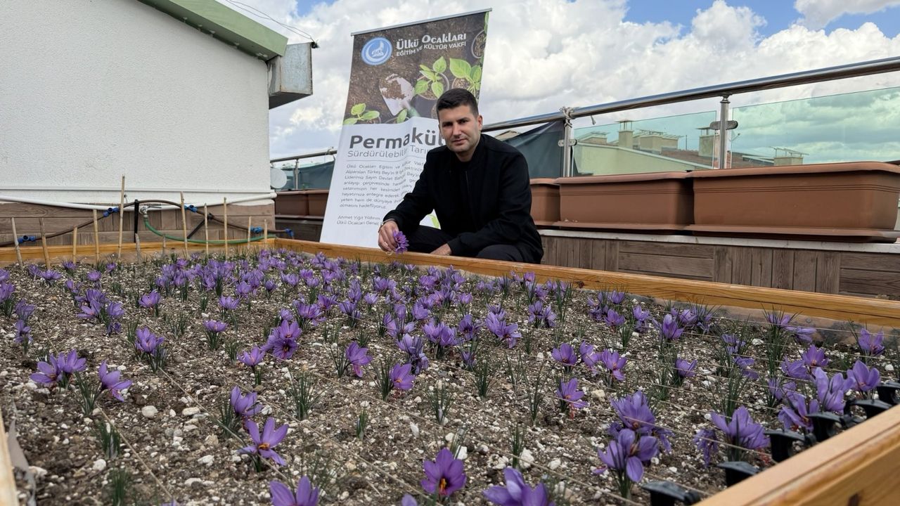 Ülkü Ocakları terasında safran hasadı: Ahmet Yiğit Yıldırım’dan ‘Yeşil Vatan’ mesajı”