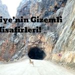 Kemaliye’nin Gizemli Misafirleri: Dağ Keçileri Tünel Girişinde Görüntülendi!