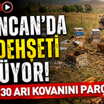 Erzincan’da Ayı Dehşeti Büyüyor! Bu Kez 30 Arı Kovanını Parçaladı