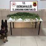 Erzincan’da Narkotik Ekipleri Harekete Geçti: 227 Kök Kenevir Ele Geçirildi