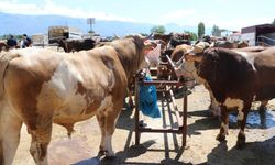 Kurban Satış Alanında Hareketlilik Başladı