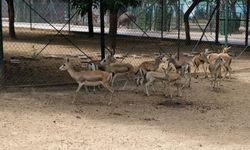 Kurban Bayramı’nda Hayvanat Bahçesi Öğrencilere Ücretsiz Olacak