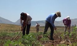 30 Yıl Sonra Bir İlk: Köylerine Dönüp Tarıma Başladılar