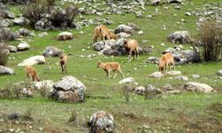 Dağ Keçileri Munzur Dağlarında Beslenirken Görüntülendi