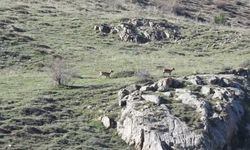 Munzur’da  Dağ Keçileri ve Ayılar Beraber Görüntülendi