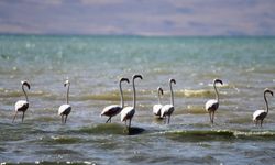 Flamingolar Kuşlara Ev Sahipliği Yapan Erçek Gölü’nde  