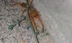 Etçil 'Sarıkız' Örümceği Vatandaşı Korkuttu