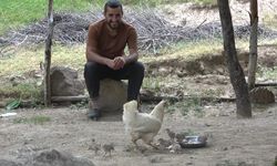 Keklik Yavrularına Tavuk Annelik Yapıyor