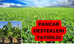 Pancar Destek Ödemeleri Yapıldı