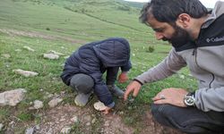 Yağışların Ardından "Mantar" Bereketi