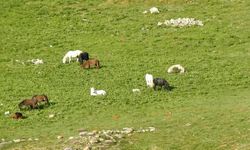 Yılkı atları Munzur Dağlarında görüntülendi