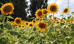 “Günebakanlar” tarlayı sarıya boyadı