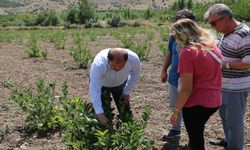 Son zamanların çok aranan meyvesi aronya Erzincan’da yetiştiriliyor