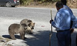  Boz ayılar adeta vatandaşın maskotu oldular