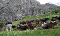 Dağ keçileriyle otlayan inek sürüsü kameraya bir arada yansıdı
