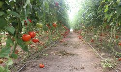 Erzincan’da domates 16 liradan alıcı buluyor