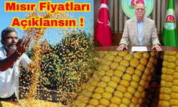 Mısır hasadı başladı! Üretim her geçen gün zorlaşıyor! Piyasa fiyatları geçen senenin gerisinde