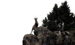 Nesli tükenme tehlikesi altında olan yaban keçileri, Erzincan’da görüntülendi