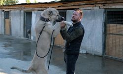 Avrupa ülkelerinden bile talep gören saf ırk köpekler, Erzincan’da yetiştiriliyor