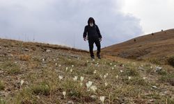 Yaylalarda 'vargit' çiçekleri açtı, yaylacılara yol göründü