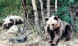 Korkmaya gerek olmadığını söyleyen kampçı ayı saldırısına uğradı