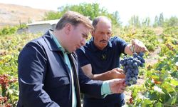 Erzincan'ın Siyah Altını: Cimin Üzümü Neden Dünyada Taklit Edilemiyor?