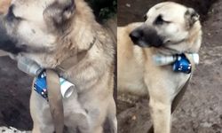 Ermeni silahlı gruplardan alçakça  saldırı hazırlığı: Köpeği alet ettiler!