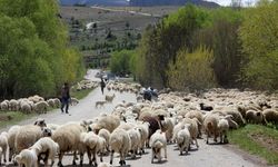 Erzincan'da “Sürüleriyle kilometrelerce yol yürüyorlar”