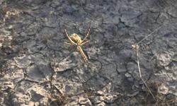 Erzincan’da görülen örümcek ölüm saçıyor