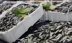 Erzincan semt pazarında balığın fiyatı düştü