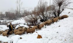 Koyun sürüleri yağışın etkisiyle yaylada mahsur kaldı