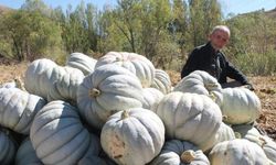 Bayburt'ta Ata tohum ile tonlarca hasat elde etti