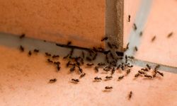 Evdeki karıncalardan kurtulmak için etkili yöntemler nelerdir?