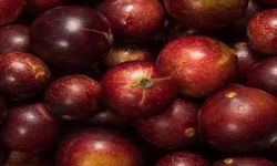 C vitamini deposu: Camu camu meyvesi