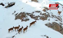 Göç yolunda ki yaban keçileri belgeselleri aratmadı