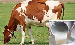 Erzincan’da çiğ süt fiyatları yüzde 17,4 arttırıldı