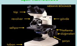 Işık Mikroskobu: Işık Mikroskobu Nasıl Kullanılır?