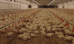 Erzincan'da Tavukçular Birliği tasfiye yolunda