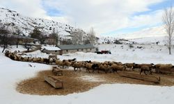 Erzincan'da küçükbaş hayvan yetiştiricilerinin mesaisi başladı