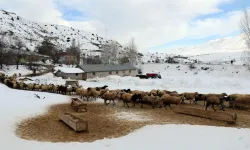 Erzincan’da küçükbaş hayvan sayısında artış yolda