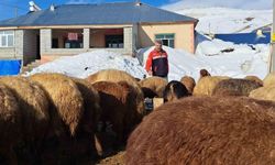 Türkiye’nin en yüksek rakımlı köyünde zorlu hayvancılık