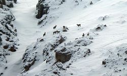 Munzur Dağı’nın zirvesinde dağ keçileri görüntülendi