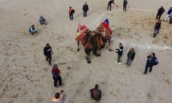 Erzincan olayından dolayı Nazilli’de deve güreşi festivali ertelendi