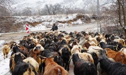 Erzincan’da keçi sürüsü, sürücülerin yüzünü güldürdü