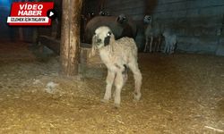 Erzincan’da üretici, kuzuya annesinden süt emmeyi öğretti.